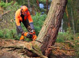 Best Hazardous Tree Removal  in Pine Knot, KY