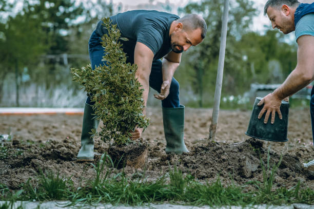 Best Lawn Irrigation Installation and Maintenance  in Pine Knot, KY