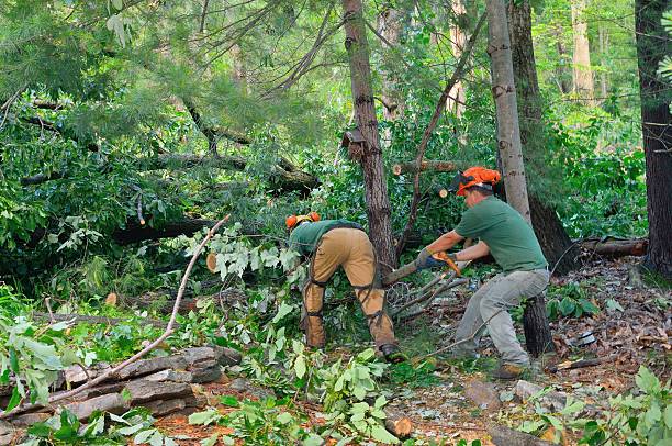 Best Organic Lawn Care Solutions  in Pine Knot, KY