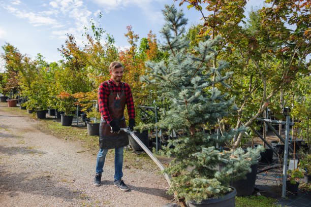 Best Tree Disease Treatment  in Pine Knot, KY