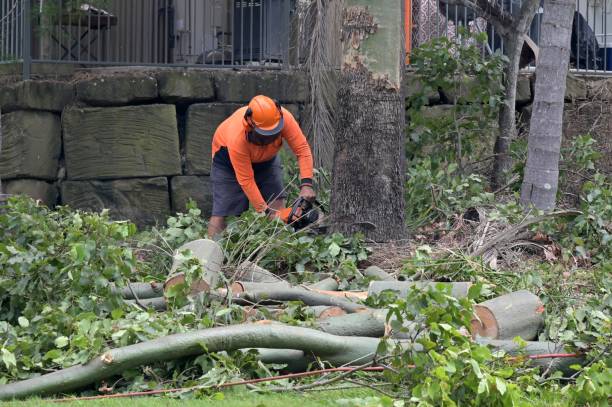 Trusted Pine Knot, KY Tree Services Experts