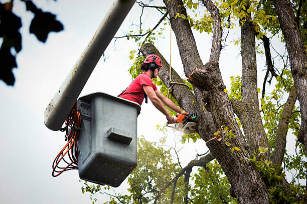 Best Hedge Trimming  in Pine Knot, KY